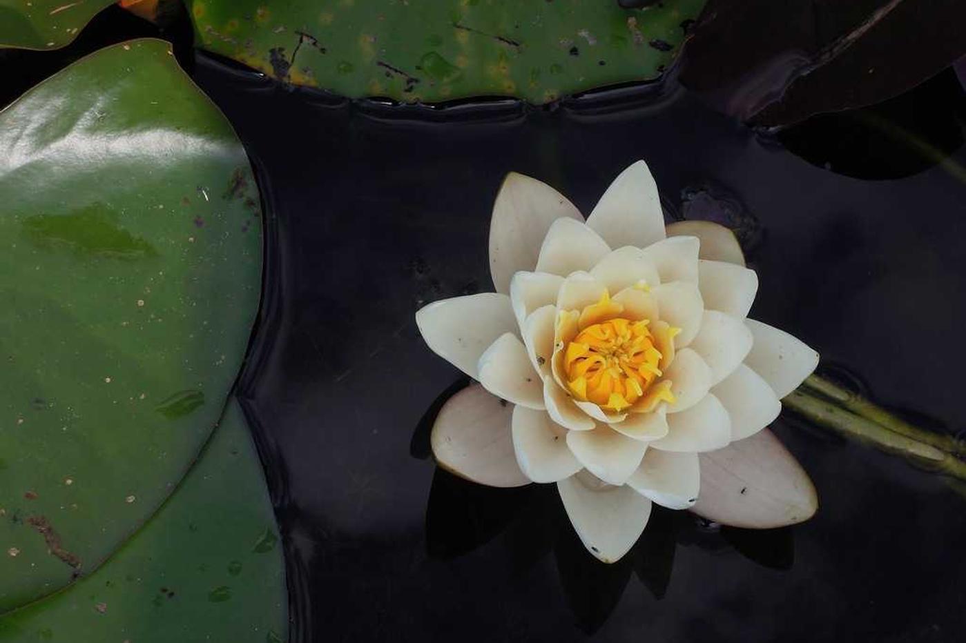 Est dolorem rerum sit enim a quasi neque et velit tempora